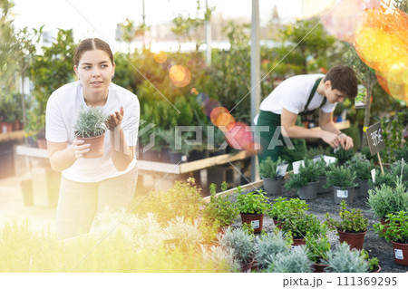 Young woman choosing potted silver lavender in garden store Young woman choosing potted silver lavender in garden store 111369295