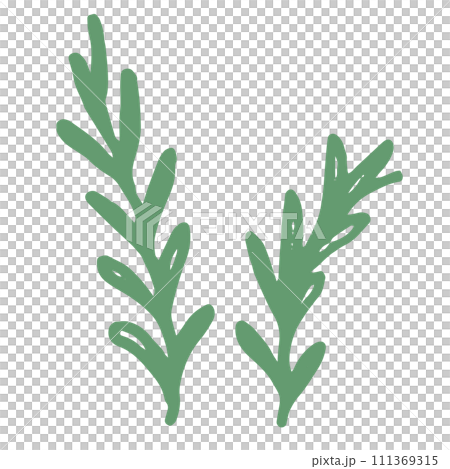 Illustration of rosemary (no name) Illustration of rosemary (no name) 111369315