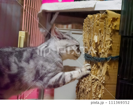 ダンボールで爪とぎをする猫 111369352