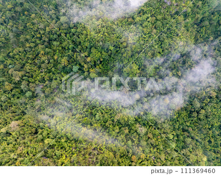 Tropical forests can absorb large amounts of carbon dioxide from the atmosphere. Tropical forests can absorb large amounts of carbon dioxide from the atmosphere. 111369460