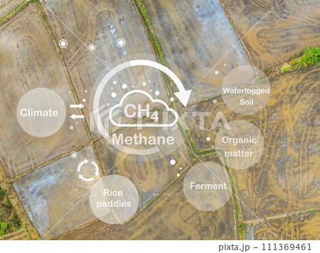 Methane emission from rice fields. Rice paddies are a major source of atmospheric methane (CH4). Wetland rice cultivation a major Cause of Global Warming 111369461