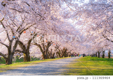 あさひ舟川の桜並木（ソフトフォーカス） 111369464