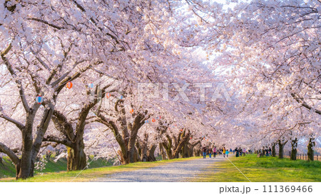 あさひ舟川の桜並木（ソフトフォーカス） 111369466