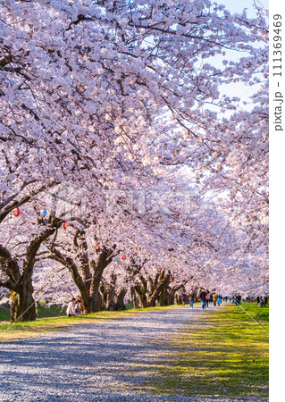 あさひ舟川の桜並木 111369469