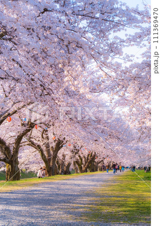 あさひ舟川の桜並木（ソフトフォーカス） 111369470