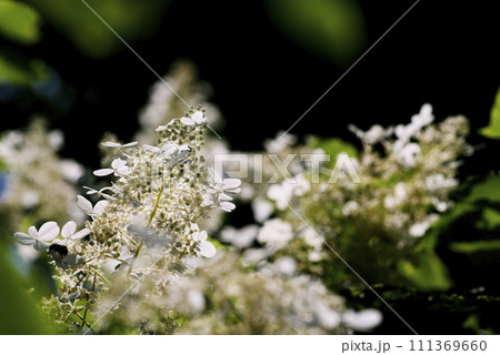 ノリウツギ ノリウツギ 111369660