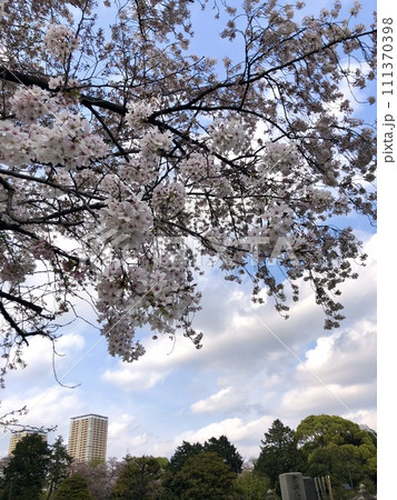 谷中霊園の桜 111370398