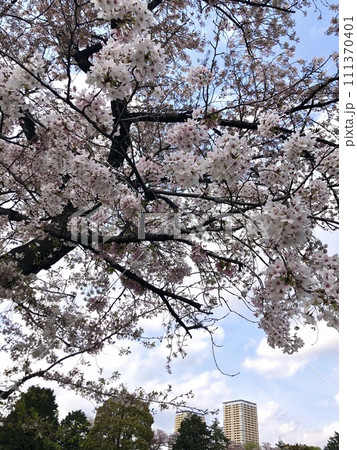 谷中霊園の桜 谷中霊園の桜 111370401