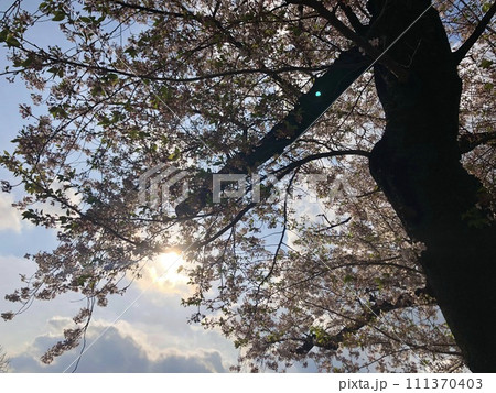 谷中霊園の桜 谷中霊園の桜 111370403
