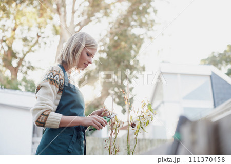 Gardening, backyard and woman with cutter for plants for landscaping, planting flowers and growth. Agriculture, nature and person for outdoor environment, growing vegetables and nursery in backyard 111370458