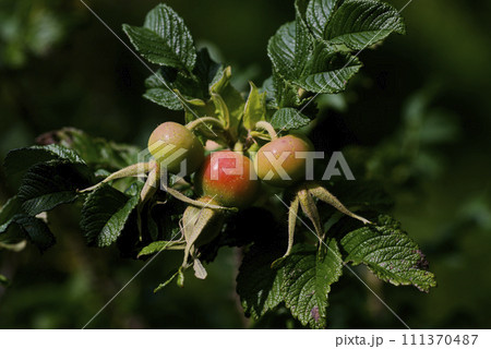 ハマナスの実 111370487