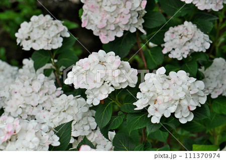 淡いピンクのアジサイの花(夏、六月) 淡いピンクのアジサイの花(夏、六月) 111370974
