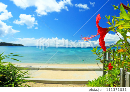 沖縄の青い海と青い空と真っ赤なハイビスカス 沖縄の青い海と青い空と真っ赤なハイビスカス 111371031