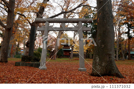 神社境内の紅葉と鳥居 神社境内の紅葉と鳥居 111371032