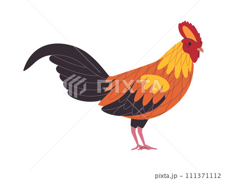 colorful rooster chicken wild nature poultry farm domestic animal agriculture wildlife 111371112