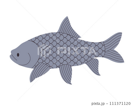 grey color giant barb fish wild nature animal freshwater river or lake swim underwater grey color giant barb fish wild nature animal freshwater river or lake swim underwater 111371120