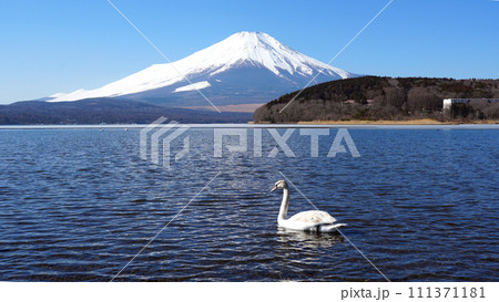 富士山と山中湖のコブハクチョウ 111371181