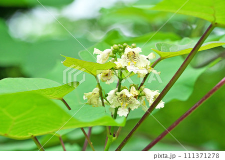 白いキササゲの花(夏、六月) 白いキササゲの花(夏、六月) 111371278
