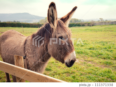 Donkey portrait on the farm near the fence 111371338