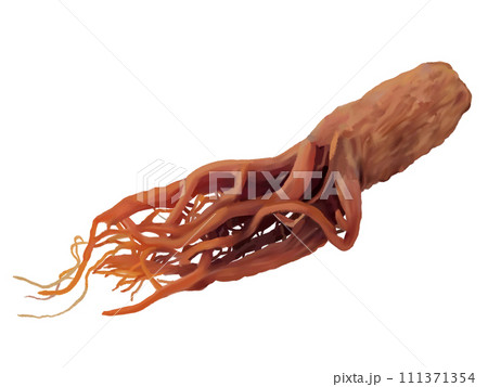 高麗人参 111371354