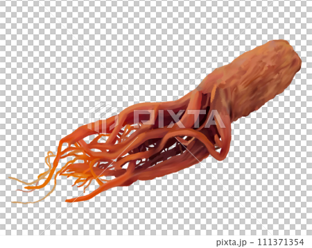 高麗人参 111371354