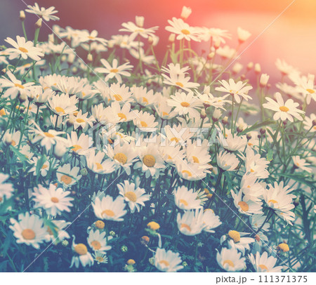 Vintage chamomile flowers.  Beautiful nature background. Matricaria chamomilla. Summertime background 111371375