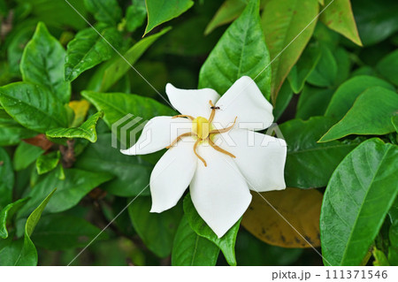 白いクチナシの花（夏、六月） 111371546