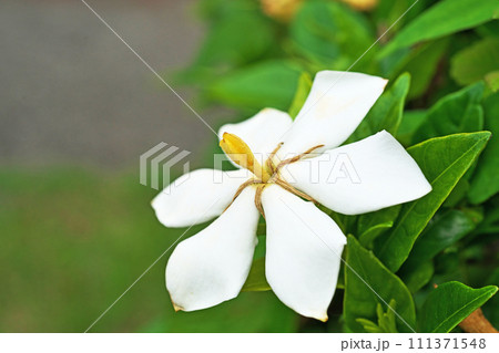 白いクチナシの花（夏、六月） 111371548