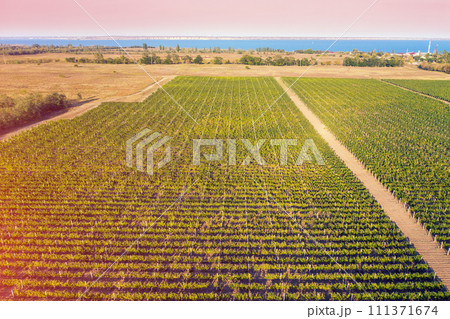 Agricultural landscape. Autumn view of the vineyard plantation by the sea. Row of vines. Aerial view Agricultural landscape. Autumn view of the vineyard plantation by the sea. Row of vines. Aerial view 111371674