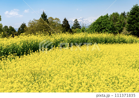 菜の花畑のある風景 菜の花畑のある風景 111371835