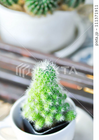Mammillaria Spinosissima cv Un Pico f Montrose, Mammillaria Spinosissima or Mammillaria cactus Mammillaria Spinosissima cv Un Pico f Montrose, Mammillaria Spinosissima or Mammillaria cactus 111371911
