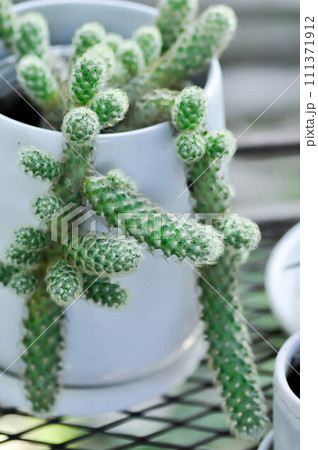 Mammillaria Elongata, Lady Finger Cactus, Mammillaria cactus or succulent Mammillaria Elongata, Lady Finger Cactus, Mammillaria cactus or succulent 111371912