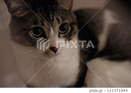 見つめる猫 見つめる猫 111371944