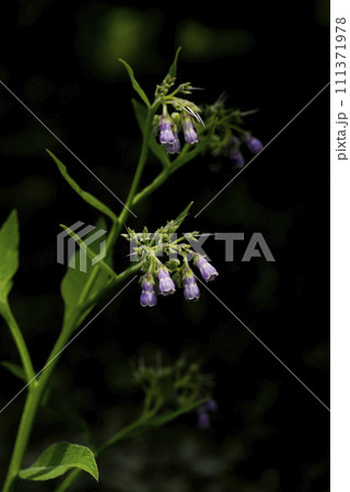 ヒレハリソウ 111371978