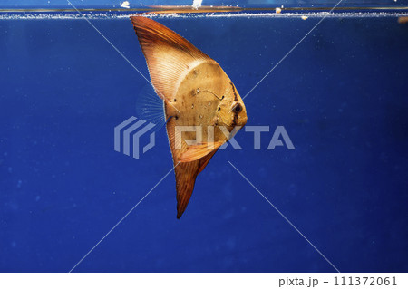 ナンヨウツバメウオ　ツバメウオ　枯れ葉　擬態　マンジュウダイ　レプトケファルス　orbic fish 111372061