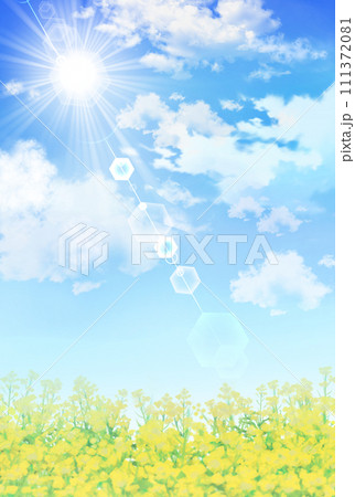 菜の花畑と青空　風景　縦長 111372081
