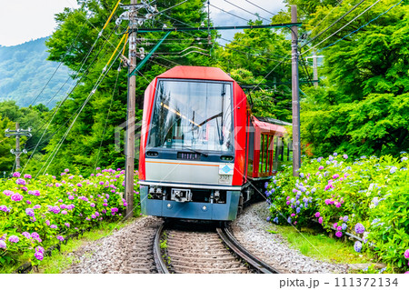 箱根登山鉄道　あじさいの中を走るアレグラ号 111372134
