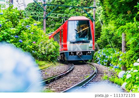 箱根登山鉄道　あじさいの中を走るアレグラ号 111372135