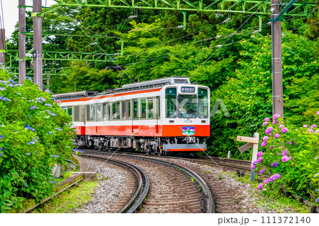 箱根登山鉄道 あじさいの中を走るベルニナ号 箱根登山鉄道 あじさいの中を走るベルニナ号 111372140