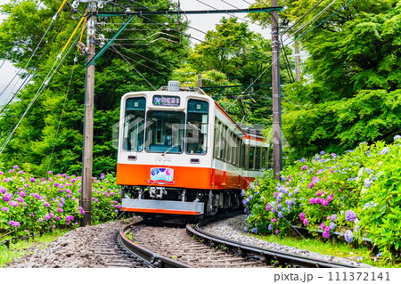 箱根登山鉄道 あじさいの中を走るベルニナ号 箱根登山鉄道 あじさいの中を走るベルニナ号 111372141