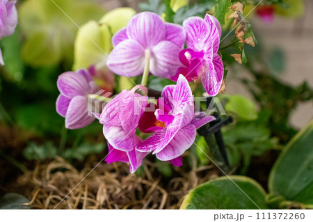 Pinkish purple full blooming flowers on plant Pinkish purple full blooming flowers on plant 111372260