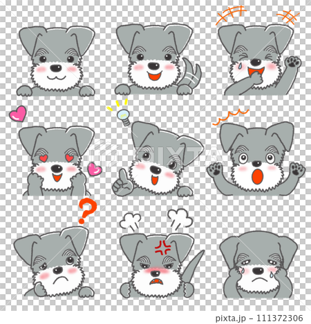A set of various expressions of miniature schnauzer A set of various expressions of miniature schnauzer 111372306