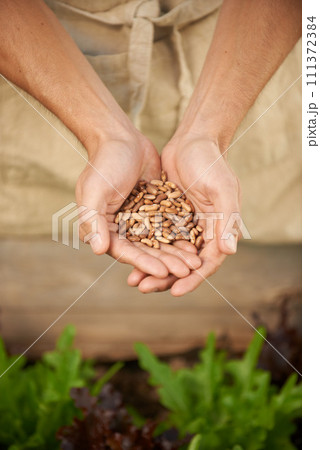 Closeup, man and hands together with seeds for planting, growth and development in greenhouse. Male person, kneel and examine grains for setting, cultivation and produce of vegetables in nursery 111372384