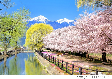 拾ヶ堰自転車広場の桜並木 拾ヶ堰自転車広場の桜並木 111372492