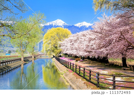 拾ヶ堰自転車広場の桜並木 拾ヶ堰自転車広場の桜並木 111372493