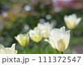 次々に咲く白いチューリップ 111372547