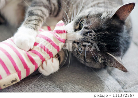 手作りおもちゃで遊ぶハチワレ鯖トラ猫 手作りおもちゃで遊ぶハチワレ鯖トラ猫 111372567
