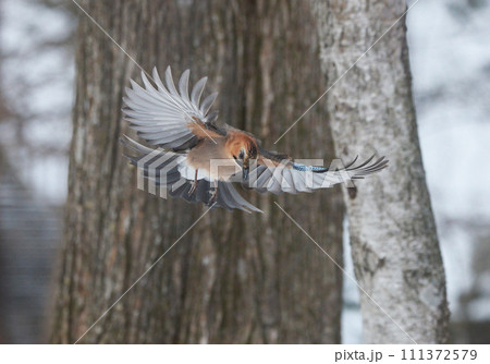 ミヤマカケス 111372579