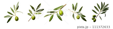 Olive leaves vector set isolated on white background 111372633