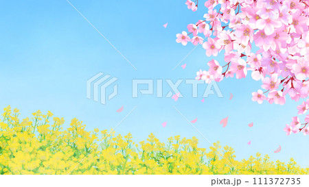 桜と菜の花畑　風景　16:9 111372735